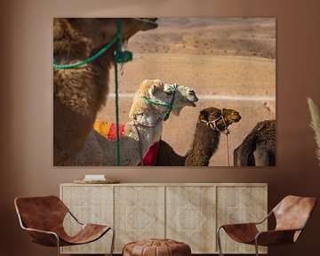 Camels in the Agafay desert near Marrakech by gaps photography