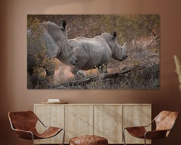 Majestic Rhinos van Mitchell Hélant Muller