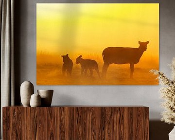 Sheep in morning light by Menno van Duijn