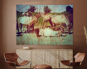 Konik Paarden in De Blauwe Kamer