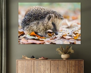 Hedgehog in autumn leaves by Ben Schonewille