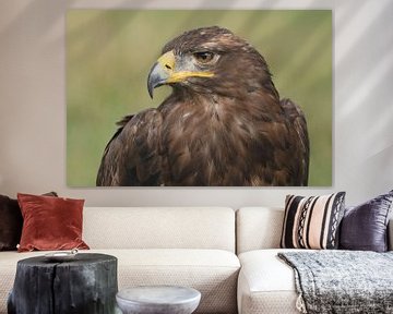 Steppearend (Aquila nipalensis) van Ronald Pol
