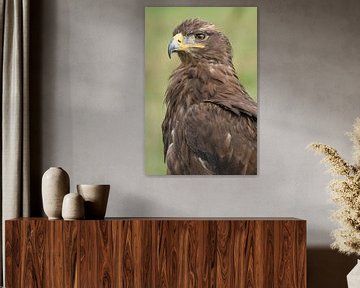 Steppearend (Aquila nipalensis) van Ronald Pol