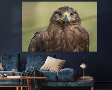 Steppearend (Aquila nipalensis) van Ronald Pol