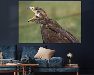 Steppearend (Aquila nipalensis) van Ronald Pol