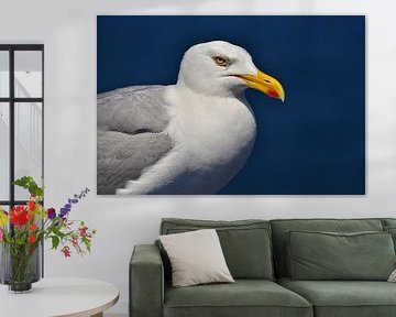 Möwenportrait von Peter Bergmann