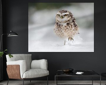 Kaninchenkauz im Schnee