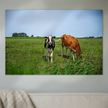 Zomerse koeien in Friesland