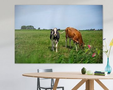 Zomerse koeien in Friesland van Jan Medema