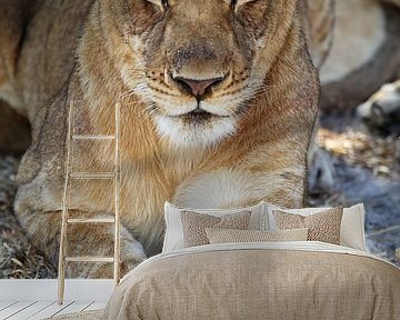 Young lion - Africa wildlife by W. Woyke