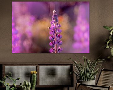 Bloeiende lupine met bij van Sabine Schemken