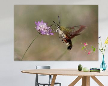 Glasvleugelpijlstaart vlinder, vliegend eten van Erwin Hondebrink