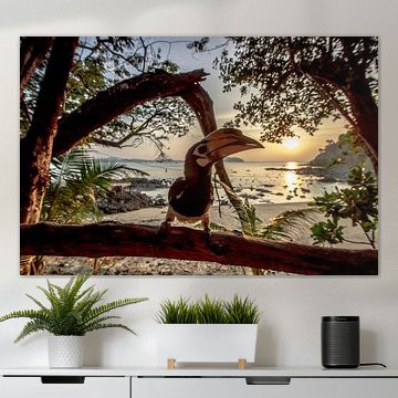 Hornbill sur la caméra