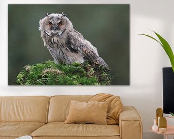 Waldohreule (Asio otus) von Ronald Pol