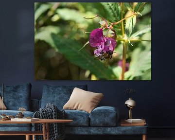 Bij op een bloem die nectar verzamelt