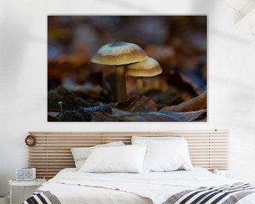 Botercollybia in het bos. van Jan Van Bizar
