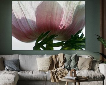 Anemone im Licht von Margot van den Berg