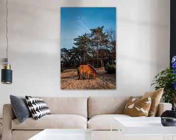 Zachte Grazing onder de Maan Pony in een Bosrijk Duinlandschap van Femke Ketelaar