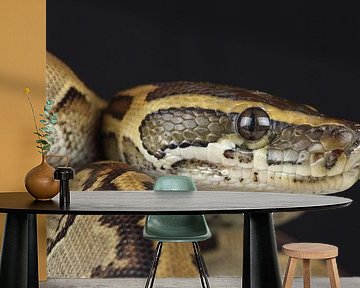 Rotspython (Python sebae)