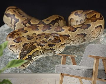 Rotspython (Python sebae)