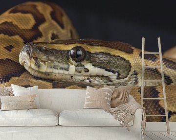 Rotspython (Python sebae)