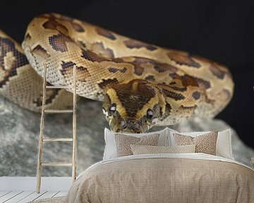 Rotspython (Python sebae)