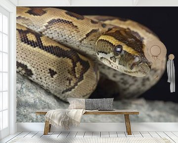 Rotspython (Python sebae)