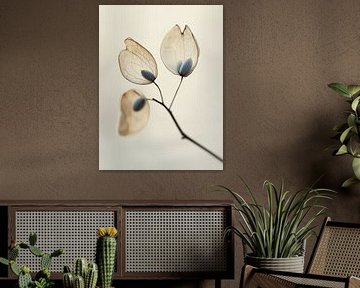 Détail de la fleur séchée No 11