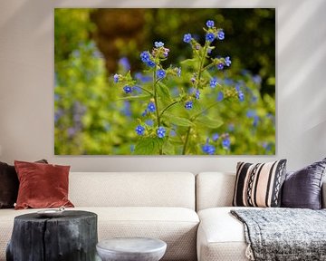 Blue flowers