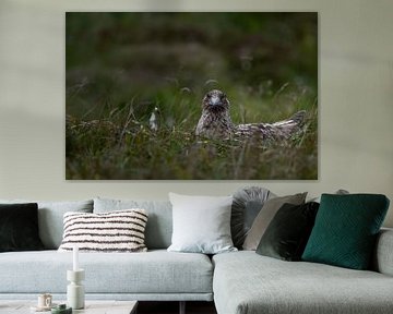Portrait of a great skua by Sonja Foerster-Odenthal