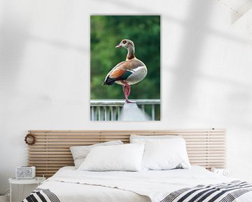 Balancing Nile Goose