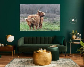 Hooglanders van Shirley Douwstra
