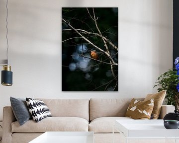IJsvogel op de uitkijk van Danny Slijfer Natuurfotografie