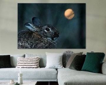 Rabbit with 'full moon' by Danny Slijfer Natuurfotografie