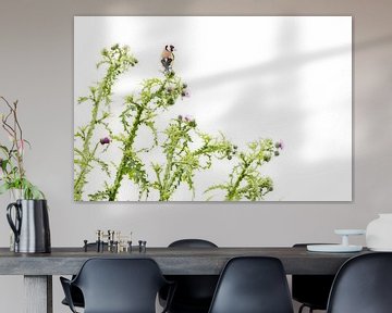 Distelvink in de distel van Danny Slijfer Natuurfotografie