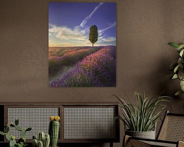 Lavendelveld en cipresboom bij zonsondergang in Toscane van Stefano Orazzini