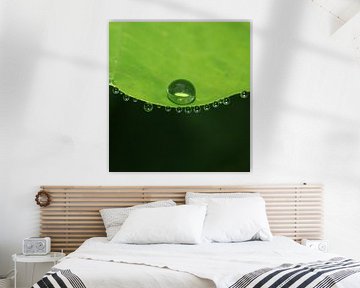 Das Grün und die Wasserperle