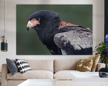 Bateleur (Terathopius ecaudatus) van Ronald Pol