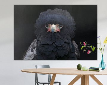 Bateleur (Terathopius ecaudatus) by Ronald Pol
