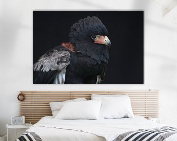 Bateleur (Terathopius ecaudatus) by Ronald Pol
