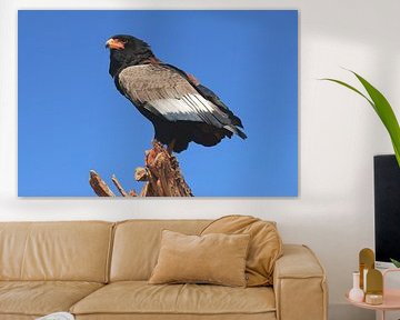 Bateleur (Terathopius ecaudatus) by Ronald Pol