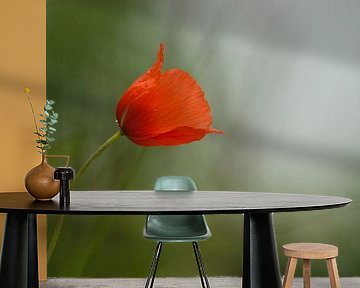 Single and fragile poppy in soft atmosphere by Birgitte Bergman