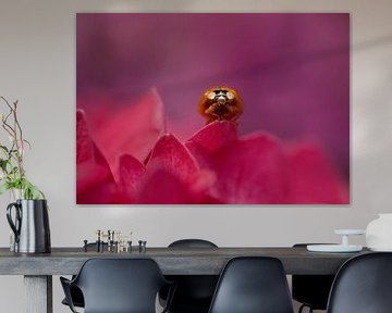 Vrolijke opname van een lieveheersbeestje tussen  de roze en lila Hortensia's