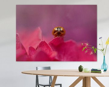 Vrolijke opname van een lieveheersbeestje tussen  de roze en lila Hortensia's van Birgitte Bergman
