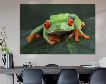 Red-Eyed Tree Frog (Agalychnis callidryas) by Ronald Pol