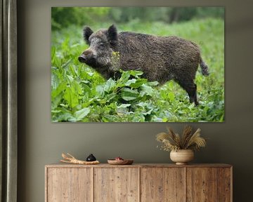 Wild Boar (Sus scrofa) by Ronald Pol