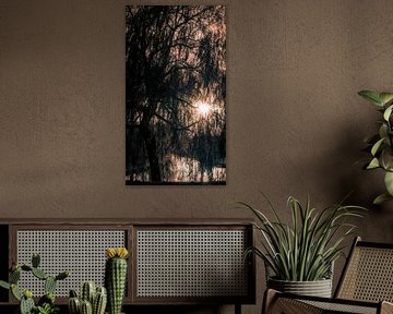 Treurwilg in de herfst