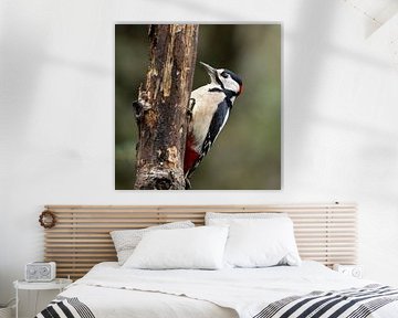 Great spotted woodpecker