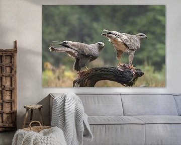 2 buzzards with prey by Karen de Boer