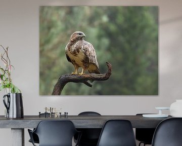 Buzzard seeks prey by Karen de Boer